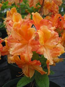Azalea Ilam Carmen